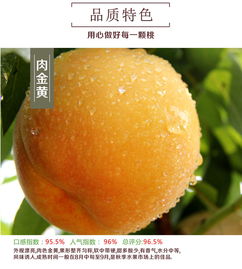 总口锦绣黄桃精品5斤 新鲜水果现摘现发 9 12个单果200g 预售 预计8月1日发货