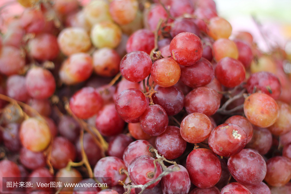 近距离接触大自然中的新鲜水果葡萄